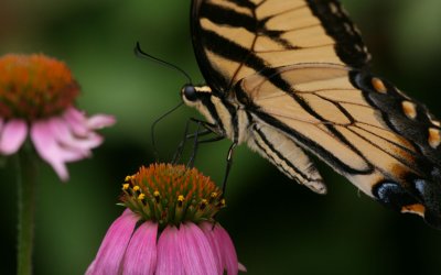 Tiger Swallowtail.jpg