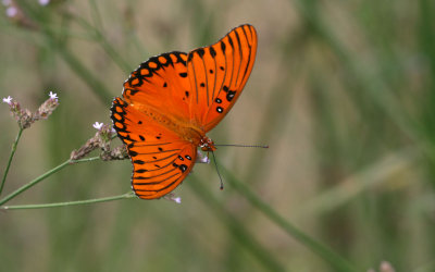 Gulf Fritillary.jpg