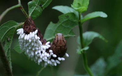Parasites on Caterpillar.jpg