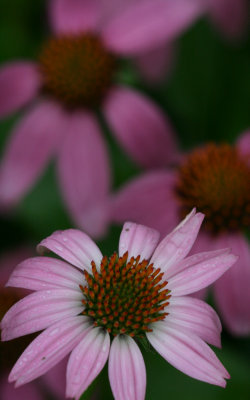 Purple Cone flower.jpg