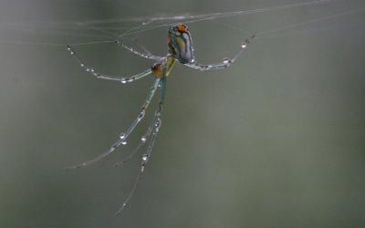 Orchard Spider.jpg