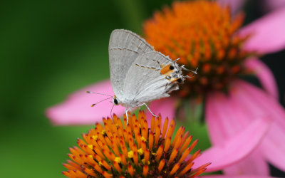Hairstreak.jpg