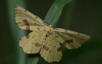 Moth.jpg