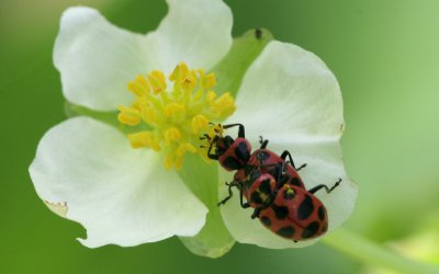 mating Beetles.jpg