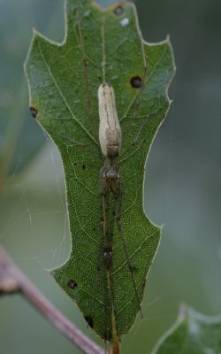 Long-jawed Spider.jpg