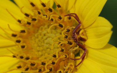 Crab Spider.jpg