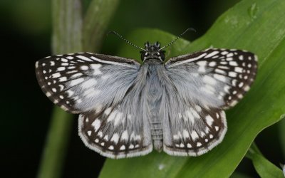 Tropical Checkered-Skipper.jpg