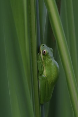 Green Tree Frog.jpg