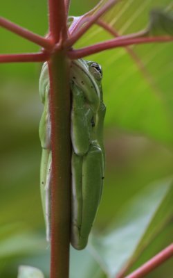 Green Tree Frog 1.jpg