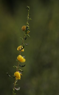 Partridge Pea.jpg