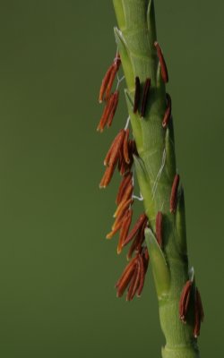 Seeds.jpg