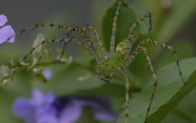 male Gree Linx Spider.jpg