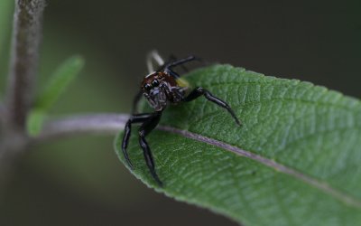 Jumping Spider.jpg