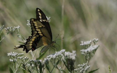 Giant Swallowtail.jpg