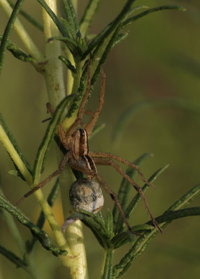 Wolf Spider with egg sack.jpg