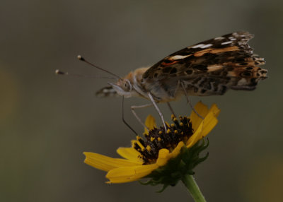 Painted Lady 1.jpg