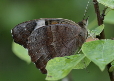 Common Buckeye.jpg