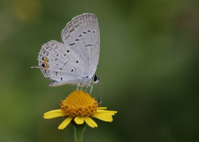 Eastern Tailed-Blue.jpg