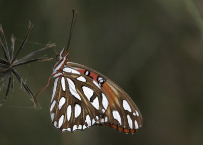 Gulf Fritilary.jpg