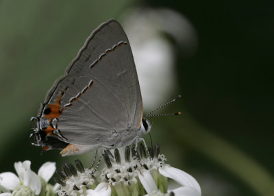 Gray Hairstreak.jpg