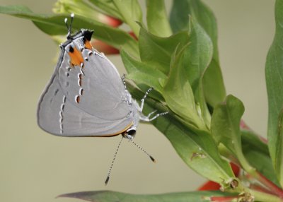 Gray Hairstreak.jpg