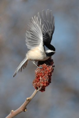 Mud Lake Birds