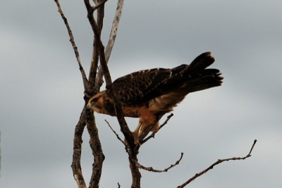 DSC_0922AP.jpg