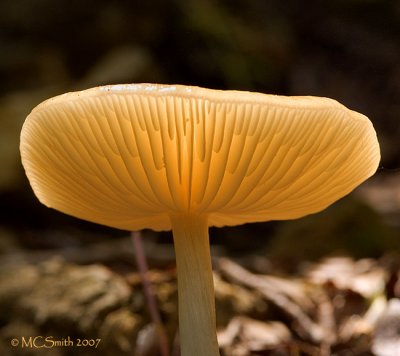 Sunshine Through a Cap