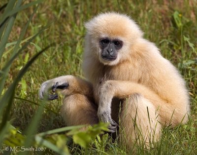 Young Gibbon