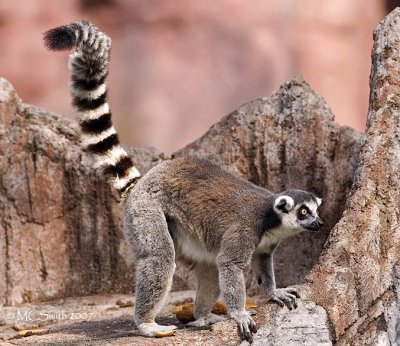 Lemur at the Defensive