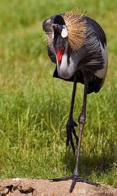 Dancing Crowned Crane