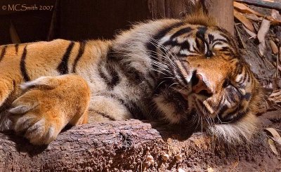 Sleepy Tiger