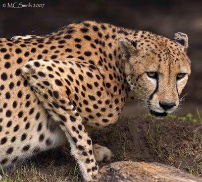 Cheetah  - (Acinonyx jubatus)