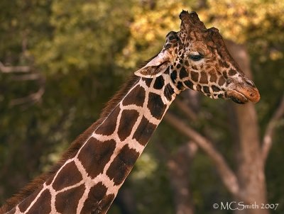 Reticulated Giraffe  - (Giraffa camelopardalis reticulata)