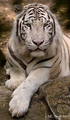 White Bengal Tiger - (Panthera tigris)