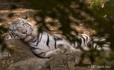 White Bengal Tiger - (Panthera tigris)