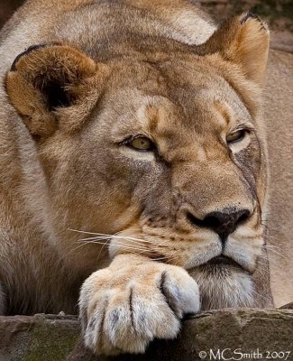 African Lion - (Panthera leo)