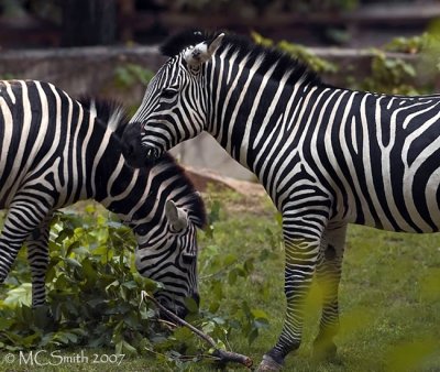 Zebra - (Equus burchelli)
