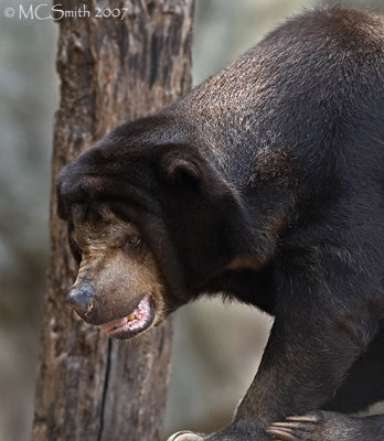 Sun Bear - (Helarctos malayanus)