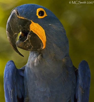 Hyacinth Macaw - (Anodorhynchus hyacinthinus)
