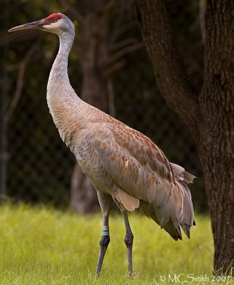 Sandhill Crane - (Grus canadensis)