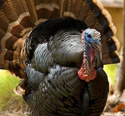 North American Wild Turkey - (Meleagris gallopavo)