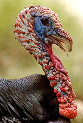 North American Wild Turkey - (Meleagris gallopavo)