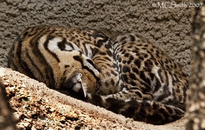 Sleeping Bobcat - (Lynx rufus)