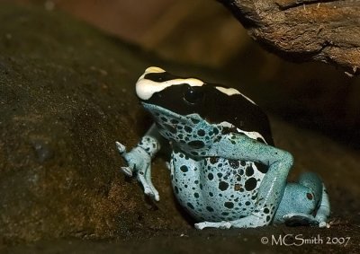 Poison Dart Frog - (Dendrobates spp)