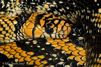 Mexican Tiger Rat Snake - (Spilotes pullatus mexicanus)