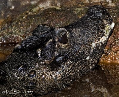 Dwarf Crocodile - (Osteolaemus tetraspas)