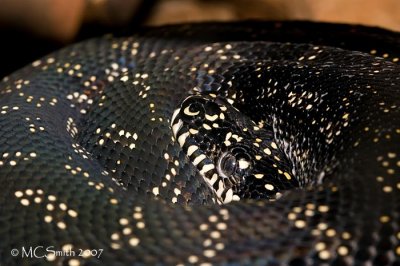 Diamond Python - (Morelia spilota spilota)