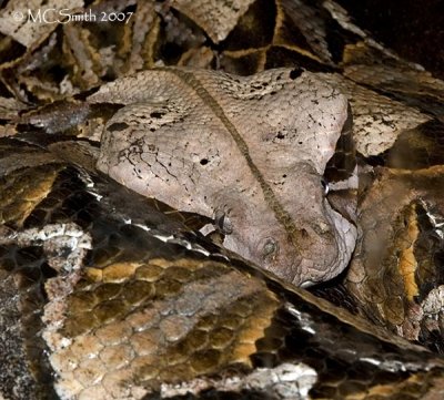 East African Gaboon Viper - (Bitis gabonica gabonica)