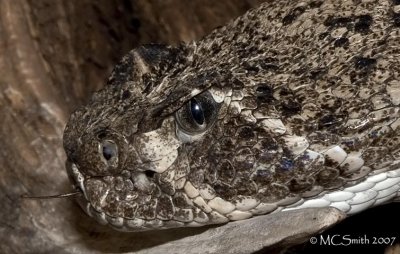 Western Diamondback Rattlesnake - (Crotalus atrox)